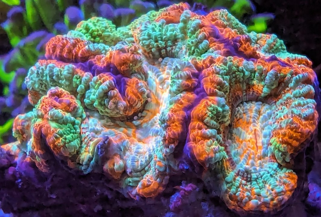 004_Apr24_POTM  (Darkxerox).jpg