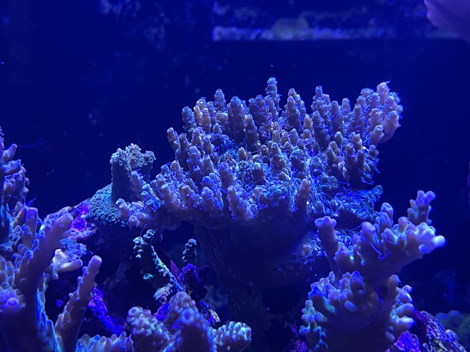 03352A52-688C-4927-9EAB-EA3067B5631F.jpeg
