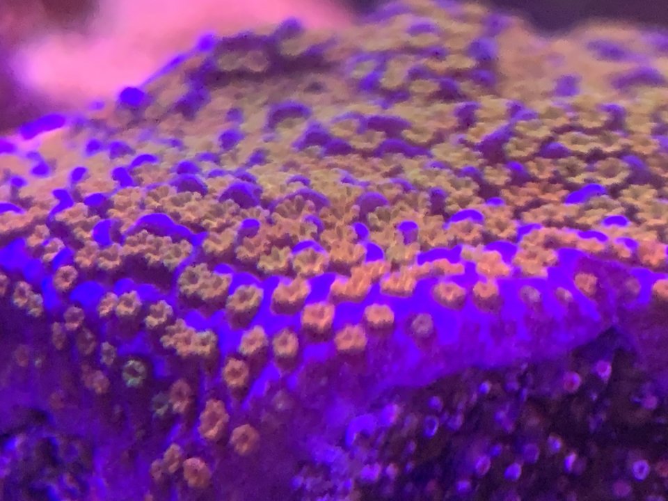 0A89B3C5-E7AA-4E50-8E46-5630D5D13744.jpeg
