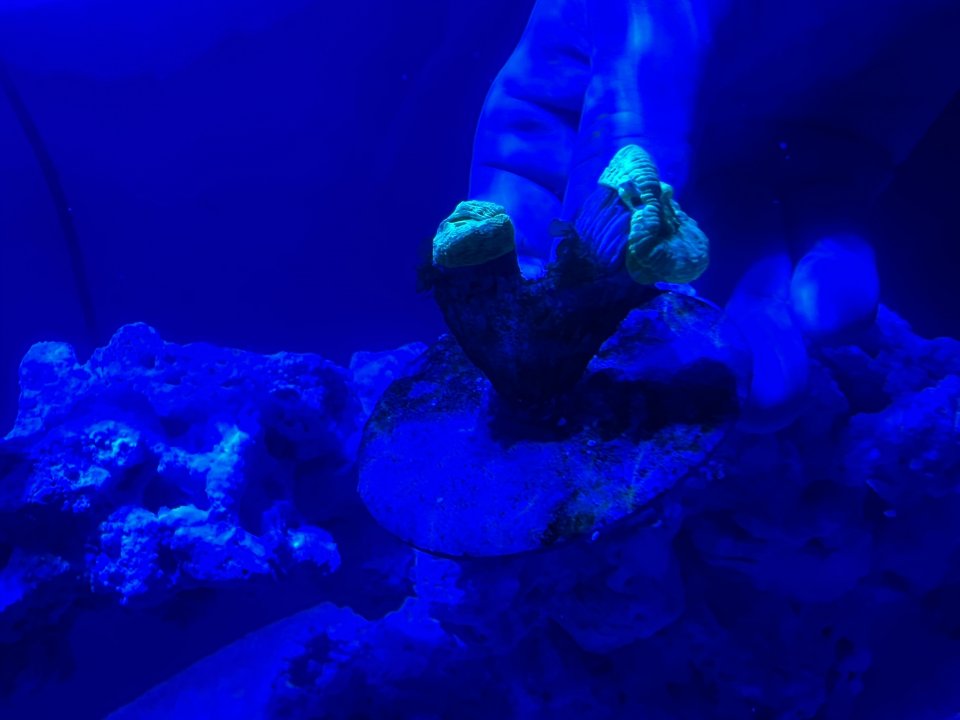 0E77C496-5CB0-4B0C-AB12-2775584CB986.jpeg