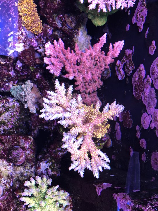 10B39B28-0F70-4B6B-9512-AD5ACBF60AA8.jpeg