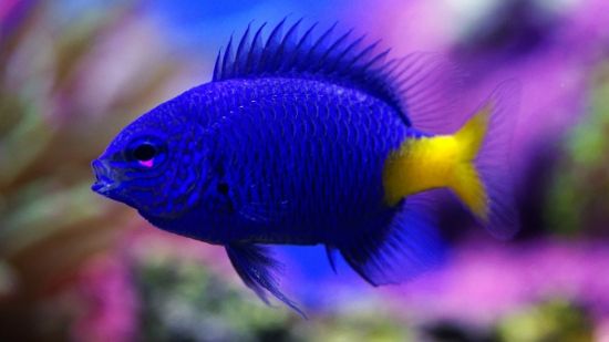 1347_yellowtail-blue-damsel_c505c82c55.jpg