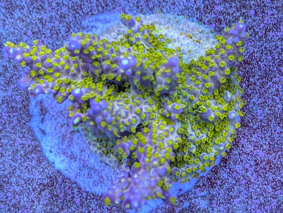 1770245927061-png.77133