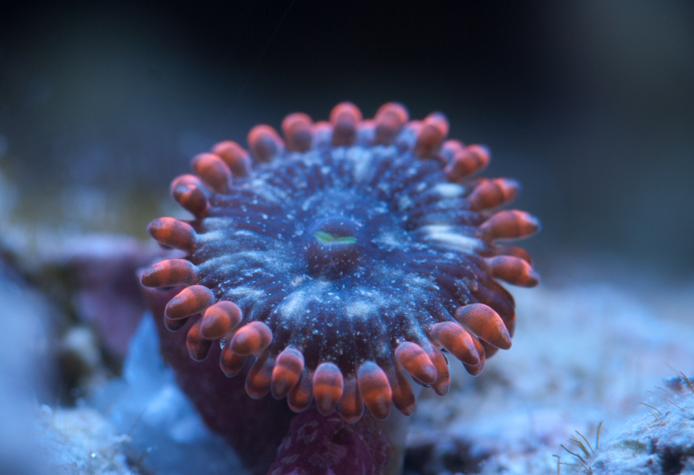 2015-05-23_zoa.jpg