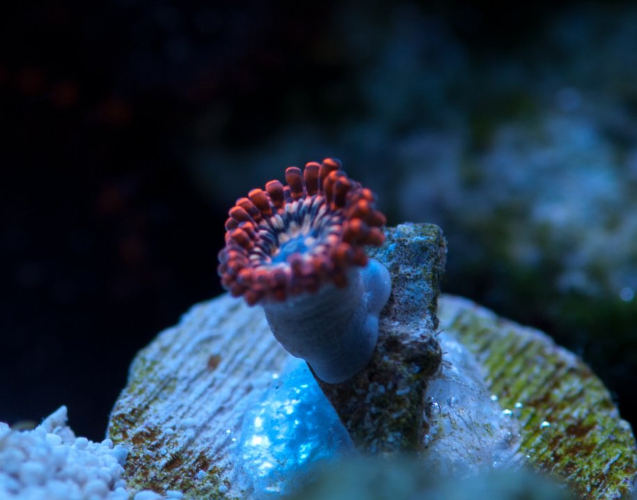 2016-06-15 Zoa.jpg
