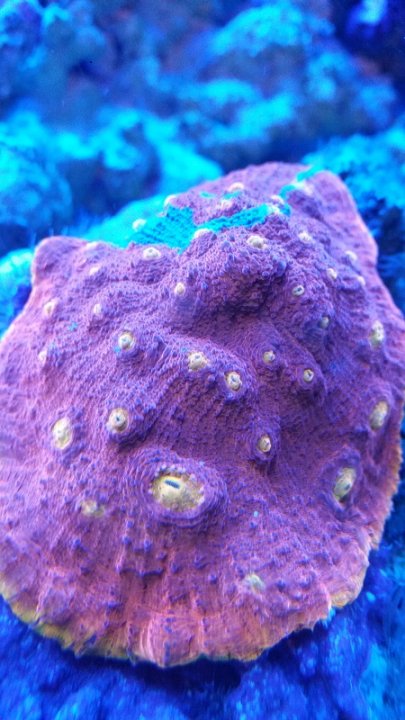 20160211_202814_v2.jpg