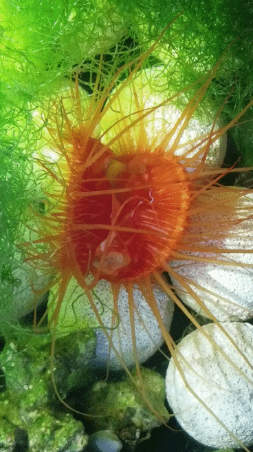 20180720_090559_2.gif