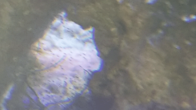 20190319_130426_1.gif