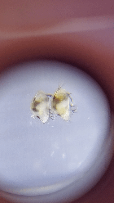 20200621_180143_1.gif