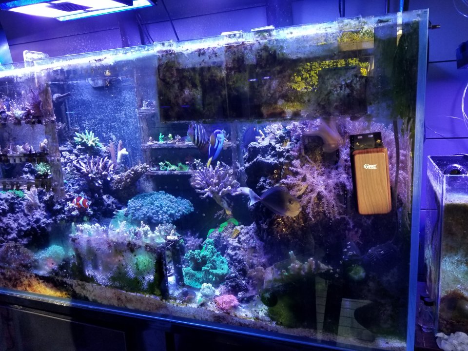 Purple stylo or purple monti digi?  REEF2REEF Saltwater and Reef Aquarium  Forum