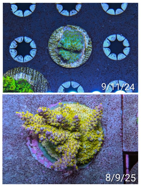 20250823_111240-COLLAGE~2.jpg