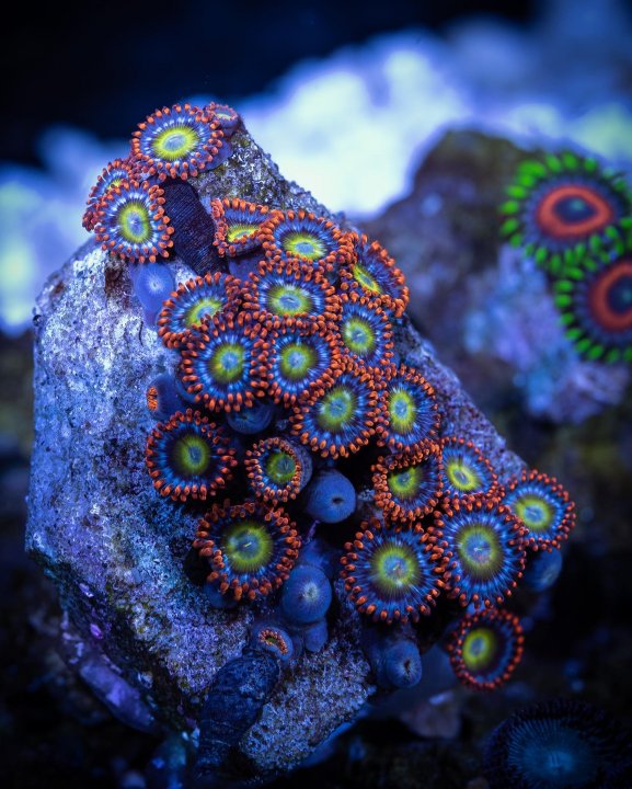 2180A421-E0D1-4E5C-BF5A-577C9F5F01CF.jpeg