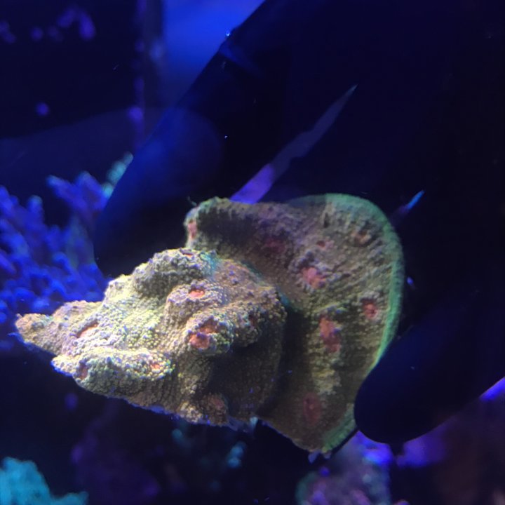 34D12C96-2366-4624-84F8-9790D87811DF.jpeg