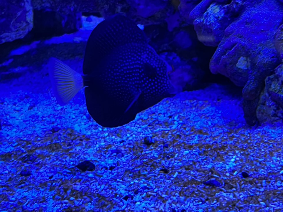 3A83C907-E664-4F49-AD65-09B0271217DE.jpeg