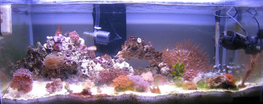 40g.JPG