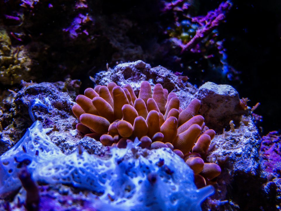4988AE52-1D56-4F89-AAF7-FED0A54258B9.jpeg