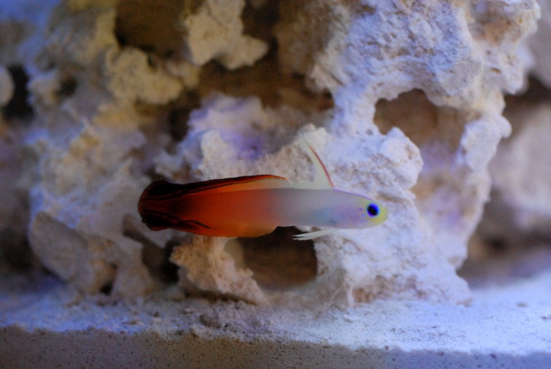 5-DSC_3732.JPG