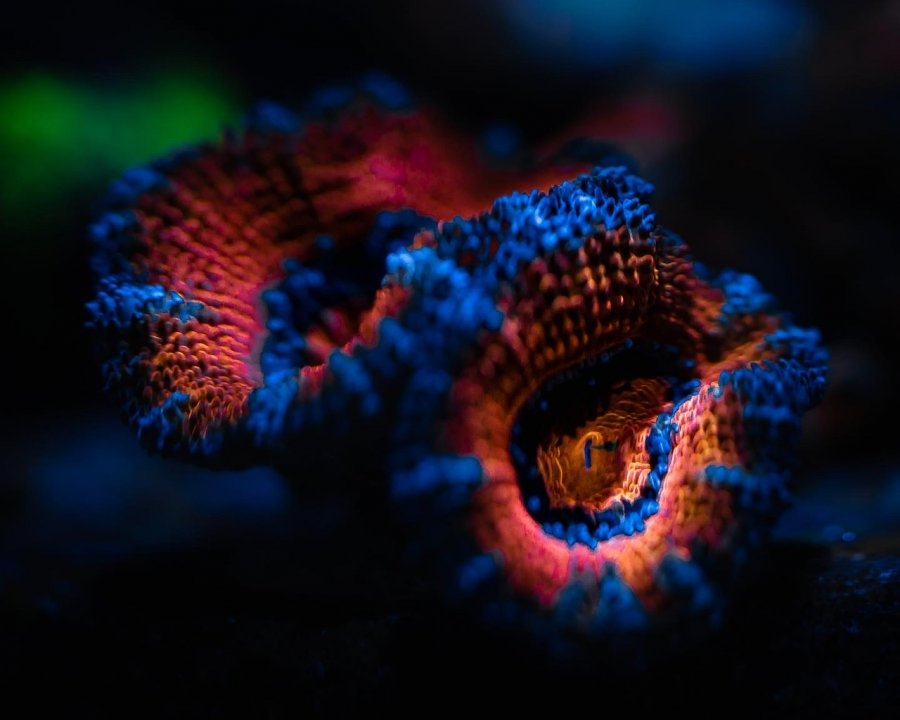 62EB9D75-9157-4C0D-B3E5-E3FDDE7C2F19.jpeg