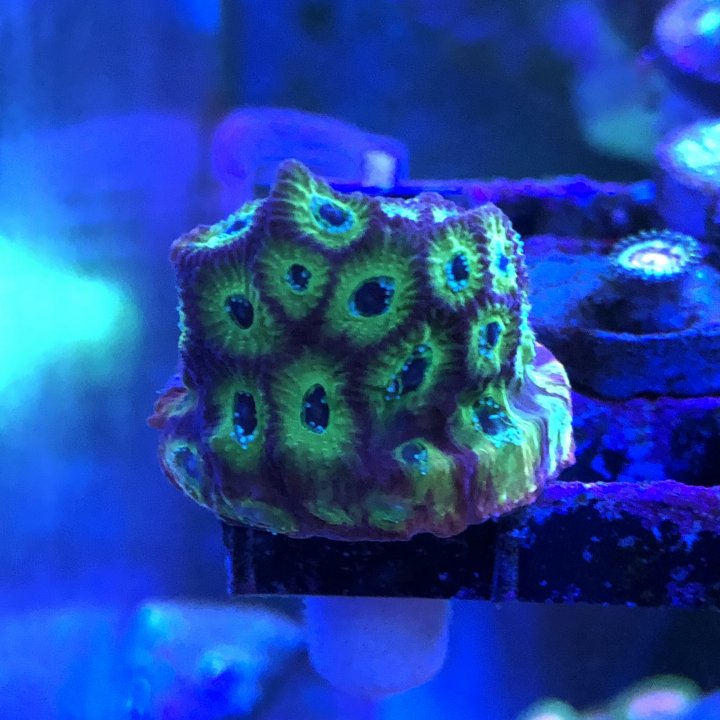 7FF47867-AF08-49D9-9F82-7448C765E20A.jpeg