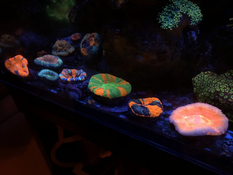 8C00439E-7CED-4AFD-AD76-ED23036F048C.jpeg