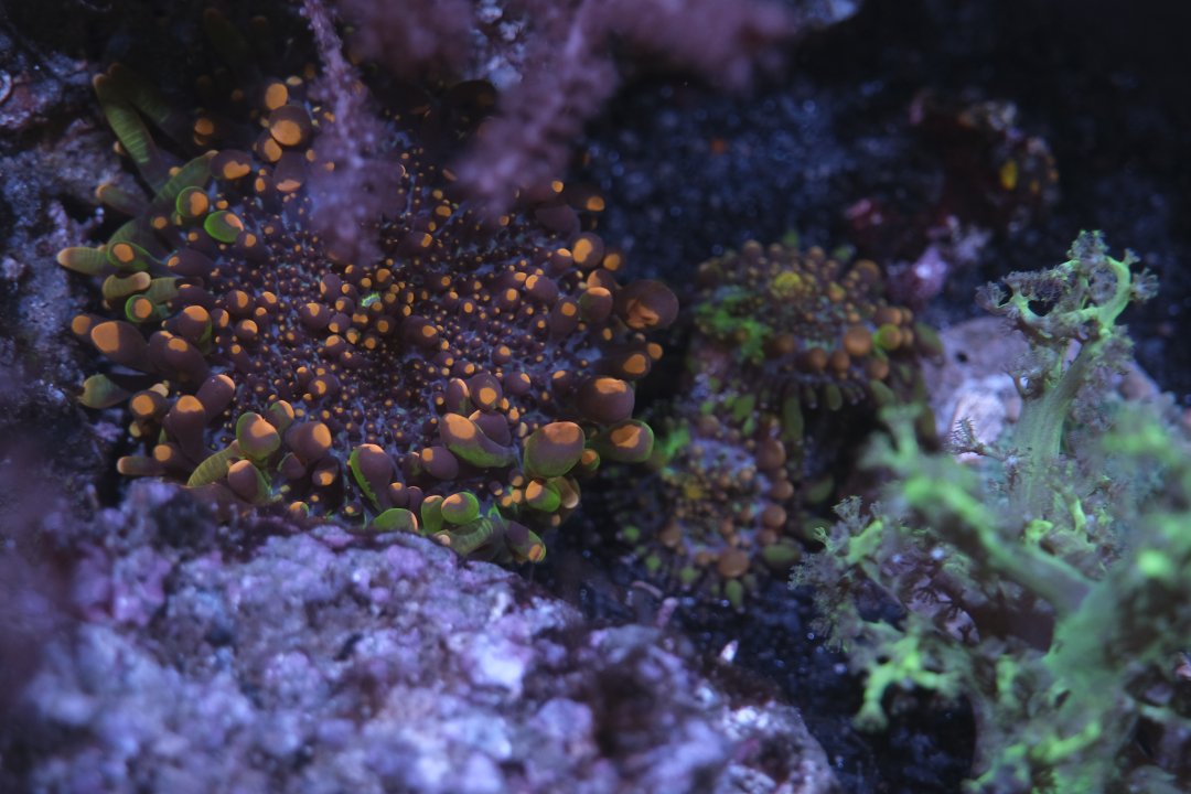 _DSF4344.JPG