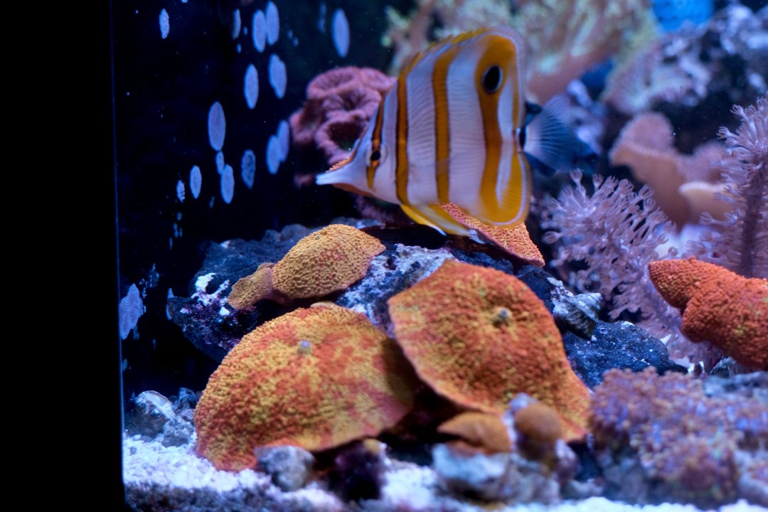 _DSF4978.jpg