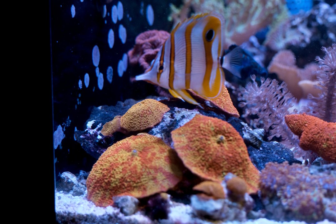 _DSF4979.jpg
