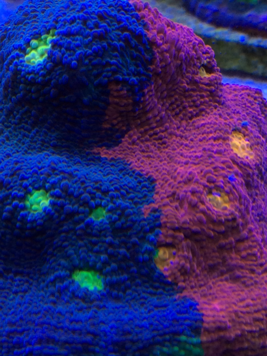 A08F1B6A-15C7-406C-B69B-AA0B4739ADBD.png