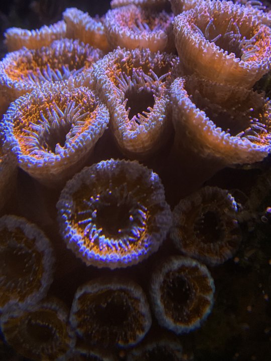 Acan Close.JPG