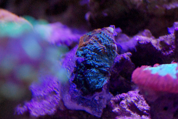 acan-enchinata.jpg