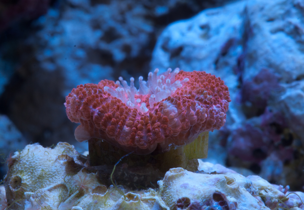 acan1 5-4-15.jpg