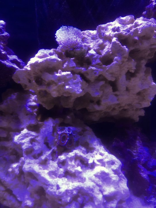 acan_Toad.jpg
