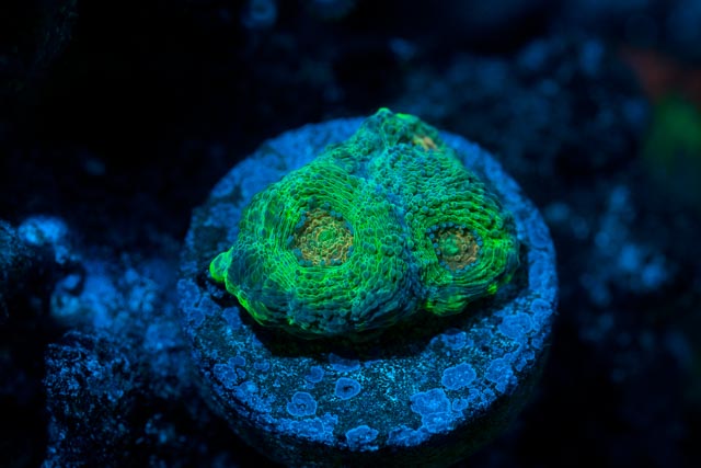 AcanEchinata.jpg