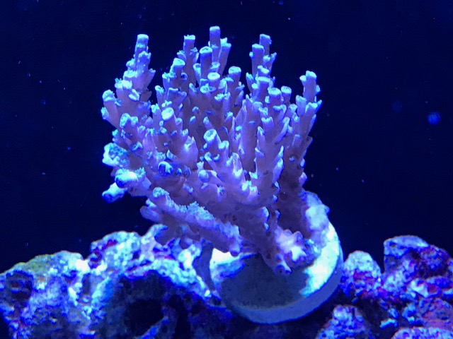 Acro.jpg