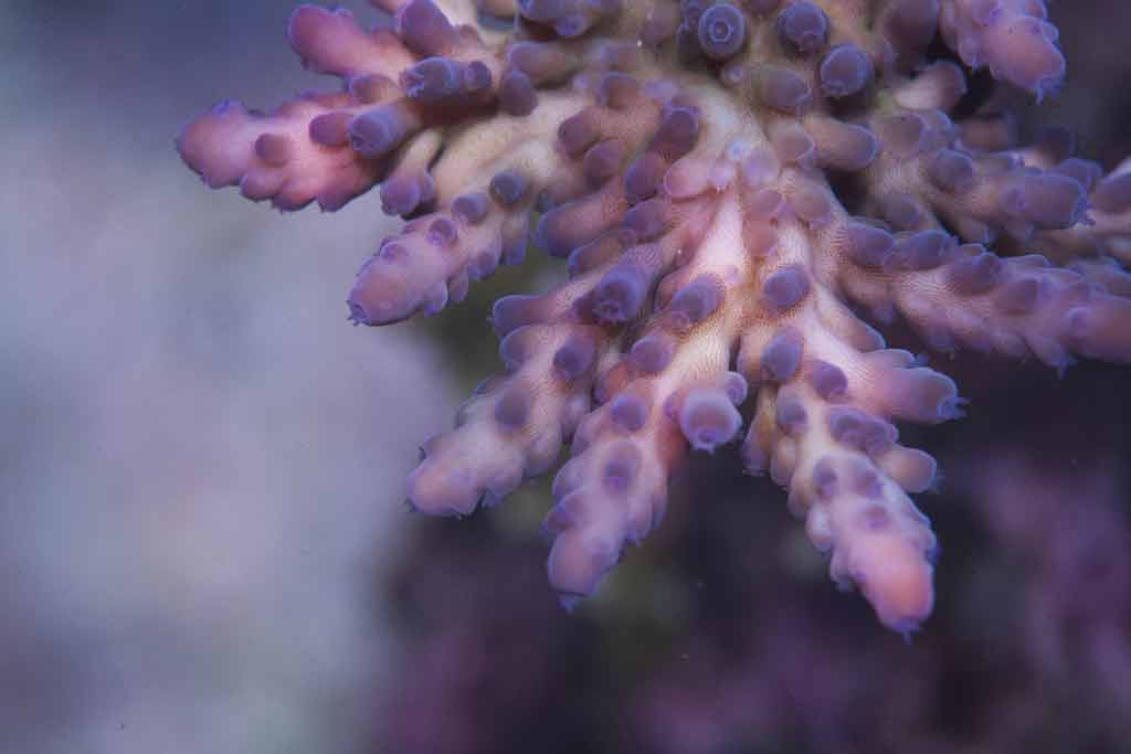 Acro_2_small.jpg
