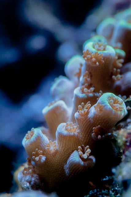 Acropora.jpg