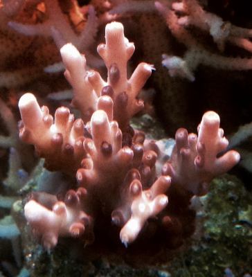 acropora mania 1.jpg