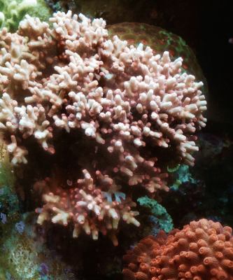 acropora mania 3.jpg