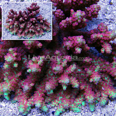 Acropora microclados-thumb-400x400-525.jpg