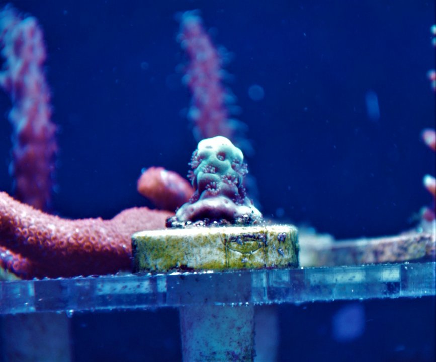 acropora sarmentosa.jpg