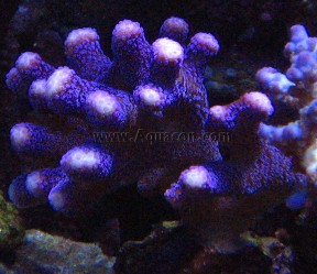 AcroPurpleStylo.jpg