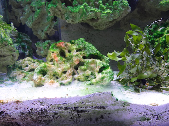 Algae1.JPG