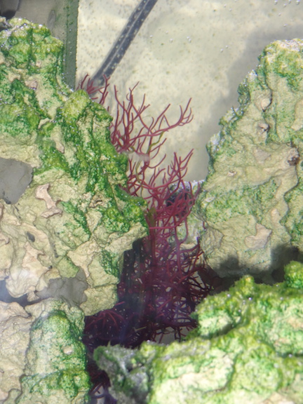 Algae2.JPG