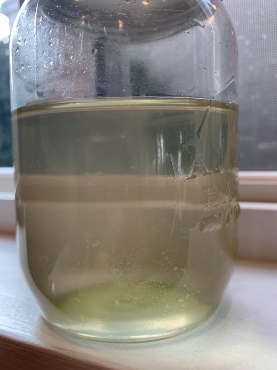 Algaeafter.jpg