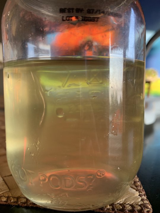 Algaebefore.jpg