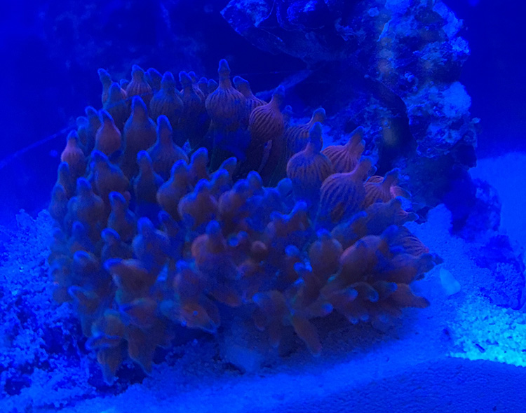 Anemone.jpg