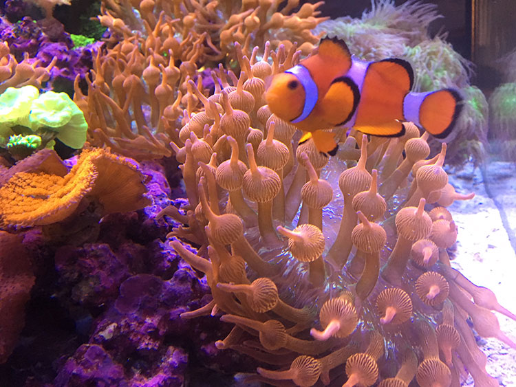 Anemone.jpg