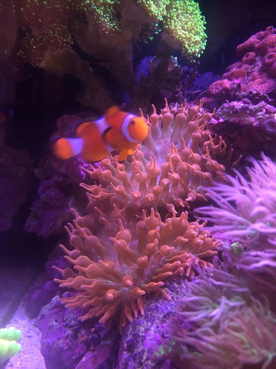 anemoneSplit.jpg