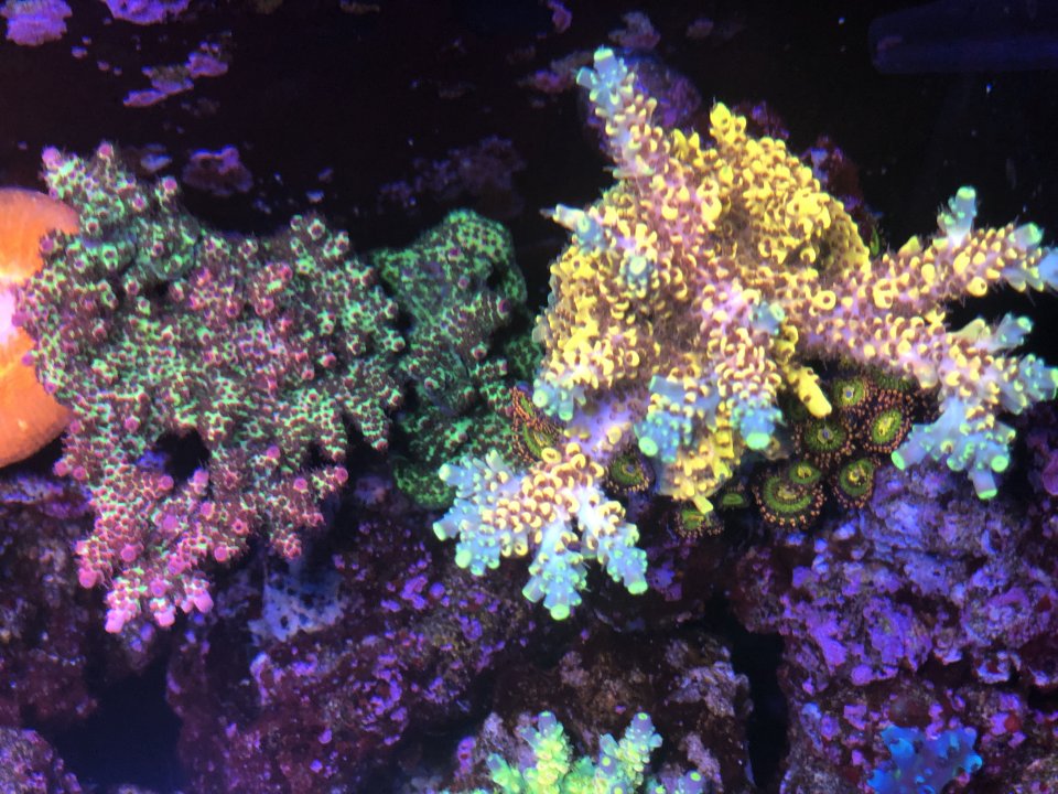 B15B7877-5292-404D-86E9-1D8FD7025D9A.jpeg