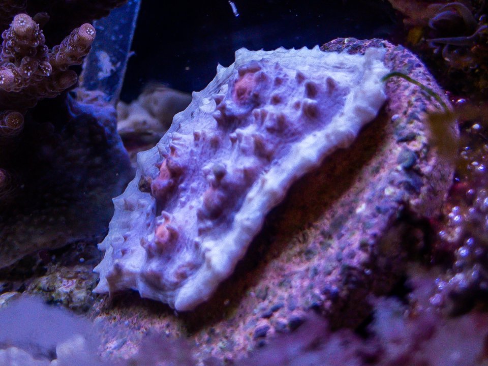 B2CBFDDB-7571-45ED-9596-637021FF3F38.jpeg
